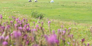 新疆巴音布鲁克草原上的野花和蒙古包