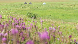 新疆巴音布鲁克草原上的野花和蒙古包视频素材模板下载