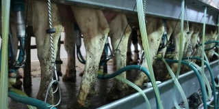 现代奶牛场的挤奶设施