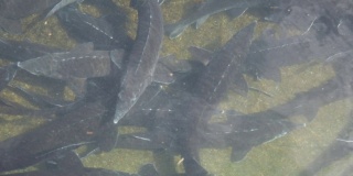 鲟鱼在渔场水下游泳