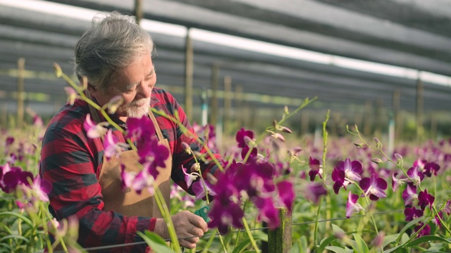 亚洲资深农民在兰花农场收获和工作。人与养花理念。