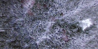 鸟瞰图松树在雪
