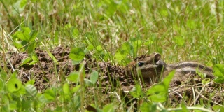 西伯利亚花栗鼠(Eutamias sibiricus) -兴安自然保护区，俄罗斯