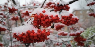 雪中成串的红色浆果。冬天的白蜡树。特写镜头