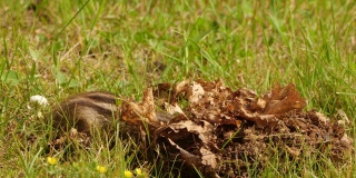 西伯利亚花栗鼠(Eutamias sibiricus) -兴安自然保护区，俄罗斯
