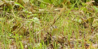 西伯利亚花栗鼠(Eutamias sibiricus) -兴安自然保护区，俄罗斯