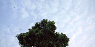 慢动作跟踪鸟群在自然树上飞行
