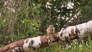 西伯利亚花栗鼠(Eutamias sibiricus) -兴安自然保护区，俄罗斯视频素材模板下载