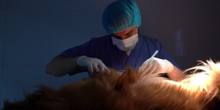 一名专注的兽医在诊所给一只狗做手术