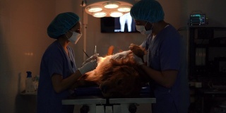 一组外科医生在兽医诊所一起为狗做一个小手术
