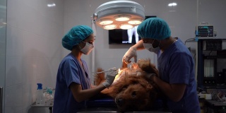 一位拉丁美洲妇女在给狗做手术时将器械交给兽医