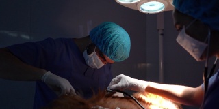 拉丁美洲的外科医生在兽医诊所给狗做手术