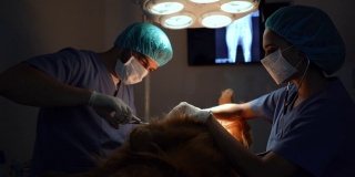 在兽医做手术时，协助将手术工具递给他