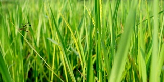 清晨稻田里的蜻蜓