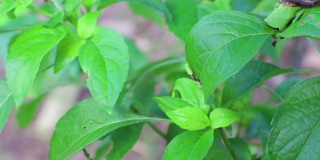 绿色的灌木罗勒叶，另一个名字是丁香罗勒，Kawawya，香菜果，泰国。