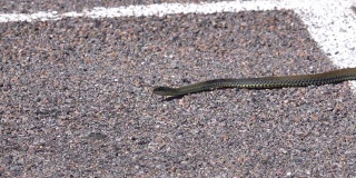 活草蛇在城市的人行道上