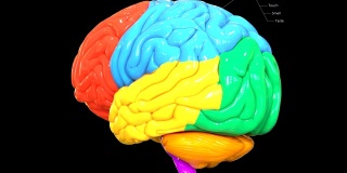 人体神经系统中枢器官脑叶解剖学