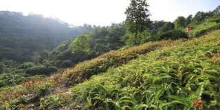 女子越野跑者在热带森林的山坡上奔跑，慢动作