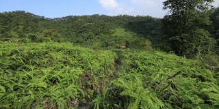 两名女子跑在热带森林的山坡上，慢镜头