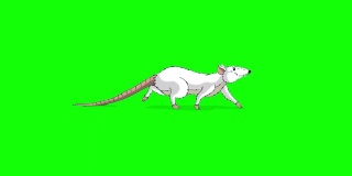 白老鼠偷偷的动画色度键