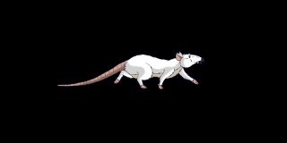 小白鼠偷拍动画阿尔法马特