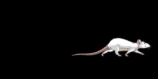 白老鼠行走动画阿尔法马特