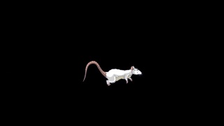 小白鼠来回跳跃动画阿尔法马特视频素材模板下载