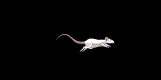 小白鼠运行动画阿尔法马特