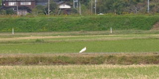 在佐渡岛的稻田里，曾一度灭绝的日本朱鹮