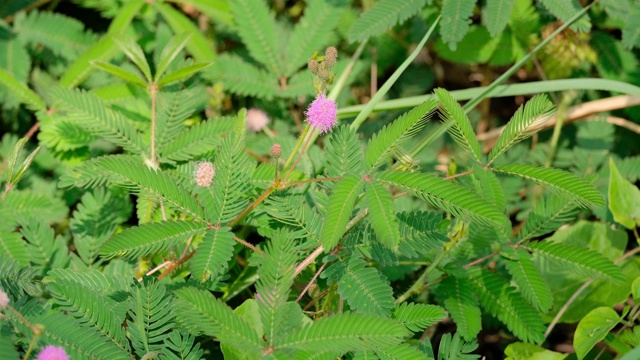 粉红色的含羞草花盛开在一片绿色的森林里