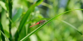 红蜻蜓在草上休息