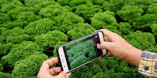 农民用手机在温室里拍摄幼苗。科技与农业理念。
