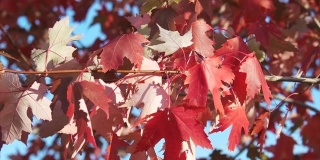 秋天或秋天的颜色在一个公园在十月