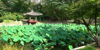 韩国首尔，在昌德宫的湖原秘密花园，可以看到爱莲池和爱莲亭