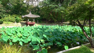韩国首尔，在昌德宫的湖原秘密花园，可以看到爱莲池和爱莲亭视频素材模板下载
