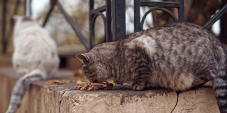 灰色怀孕流浪猫在敖德萨公园外面吃东西