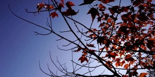 秋天的树叶，红黄相间的枫叶衬着森林