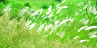 在绿色的草地背景中，褐色的草花随风摆动