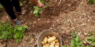 中国农民收割potatoe、陕西。