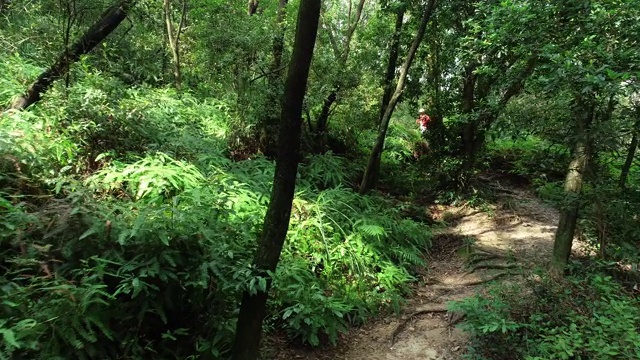 鸟瞰图的女子trail runner跑在热带森林