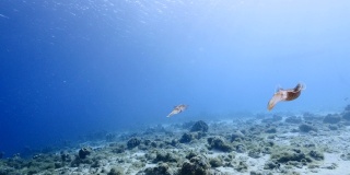 珊瑚礁海景在加勒比海库拉索岛周围的珊瑚礁与礁乌贼，珊瑚和海绵