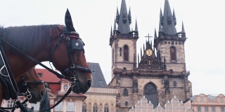 那匹马站在城堡的背景上