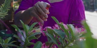 年长的妇女在花盆里浇花。