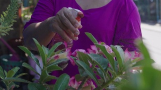 年长的妇女在花盆里浇花。视频素材模板下载