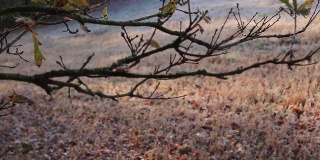 在霜冻的早晨，橡树的树枝
