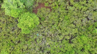 香港红树林及海岸鸟瞰图视频素材模板下载