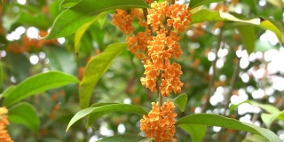 osmanthus flower blooming in autumn