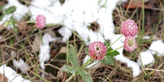 三叶草花与雪