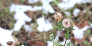 三叶草花与雪