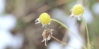 洋甘菊的花和叶